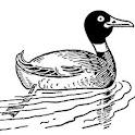 Raising Ducks For Profit