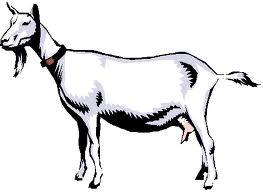 Raising Goats For Profit