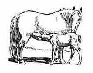 Raising Horses For Profit