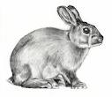 Raising Rabbits For Profit